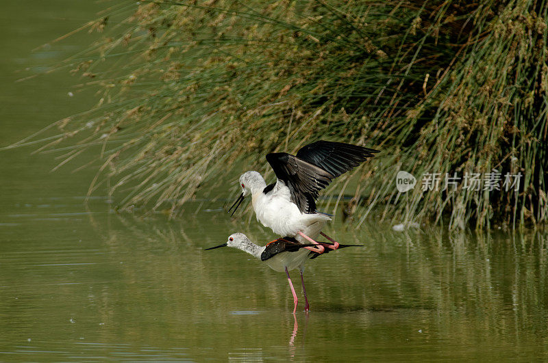 交配中的黑翅高跷(Himantopus Himantopus)